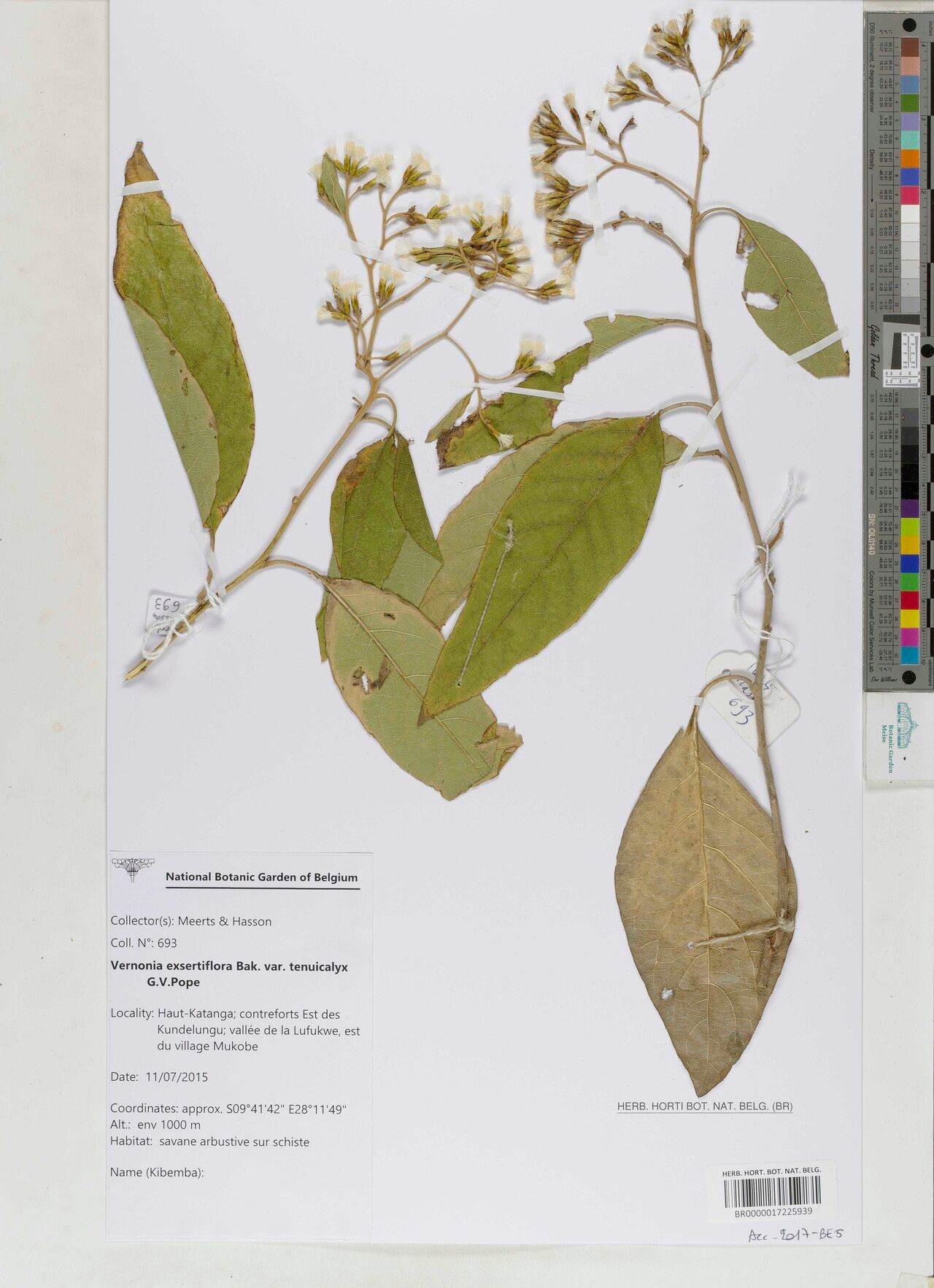 Gymnanthemum exsertiflorum — houseplant care guide