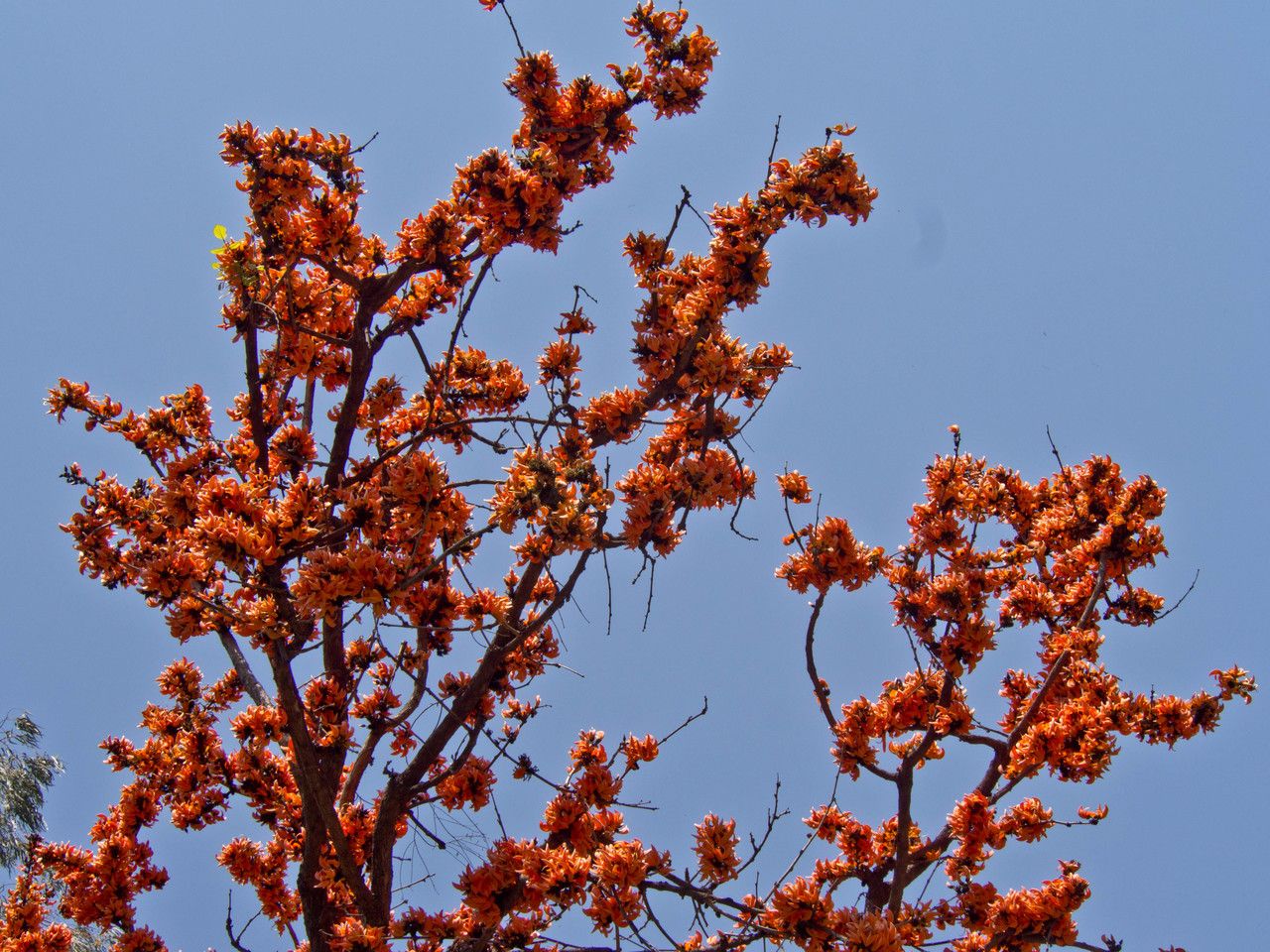 Butea monosperma habit