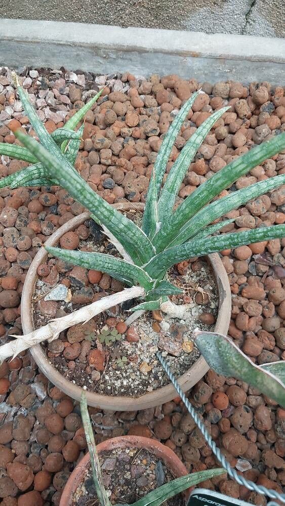 Dracaena ballyi — search result for 'Dracaena'