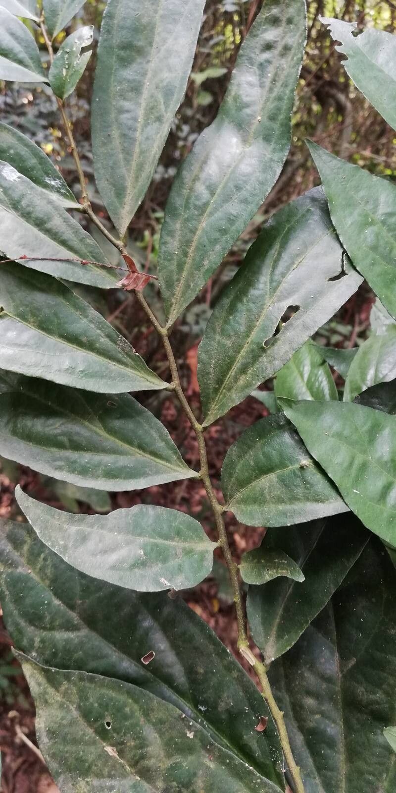 Diospyros gilletii leaf