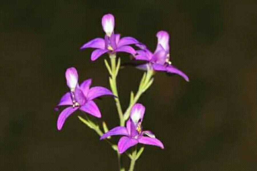 Consolida hellespontica — related species from the same genus