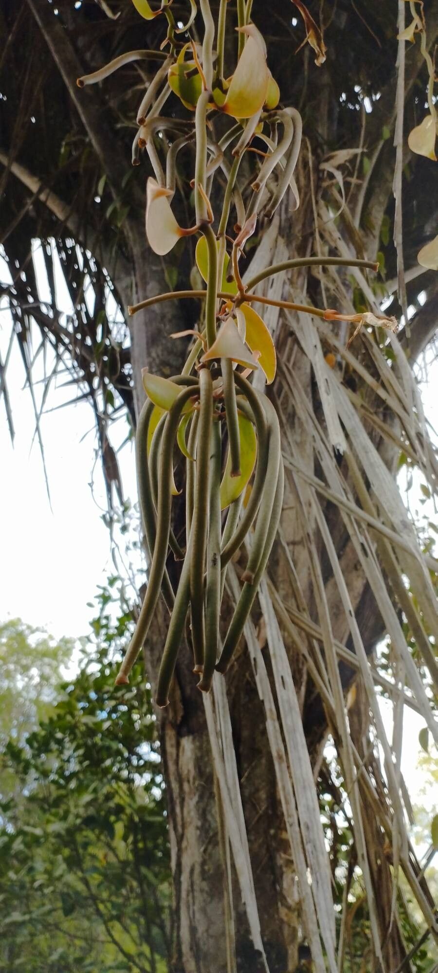 Vanilla bicolor other