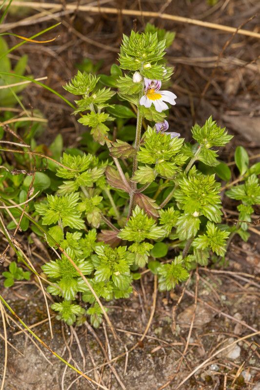 Euphrasia stricta leaf