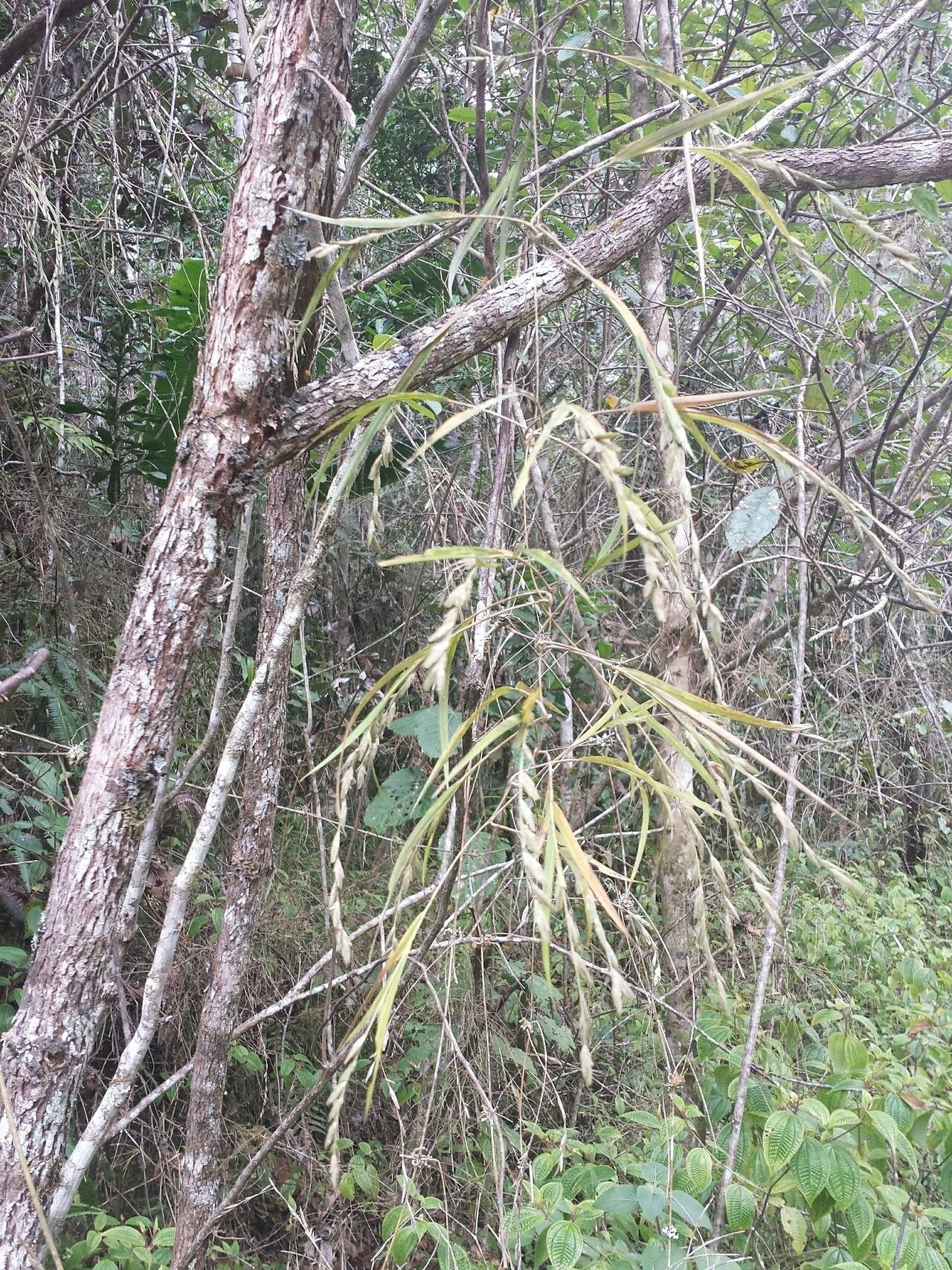 Nastus elongatus — houseplant care guide