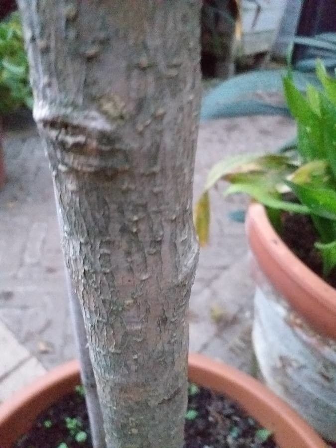 Ligustrum delavayanum bark