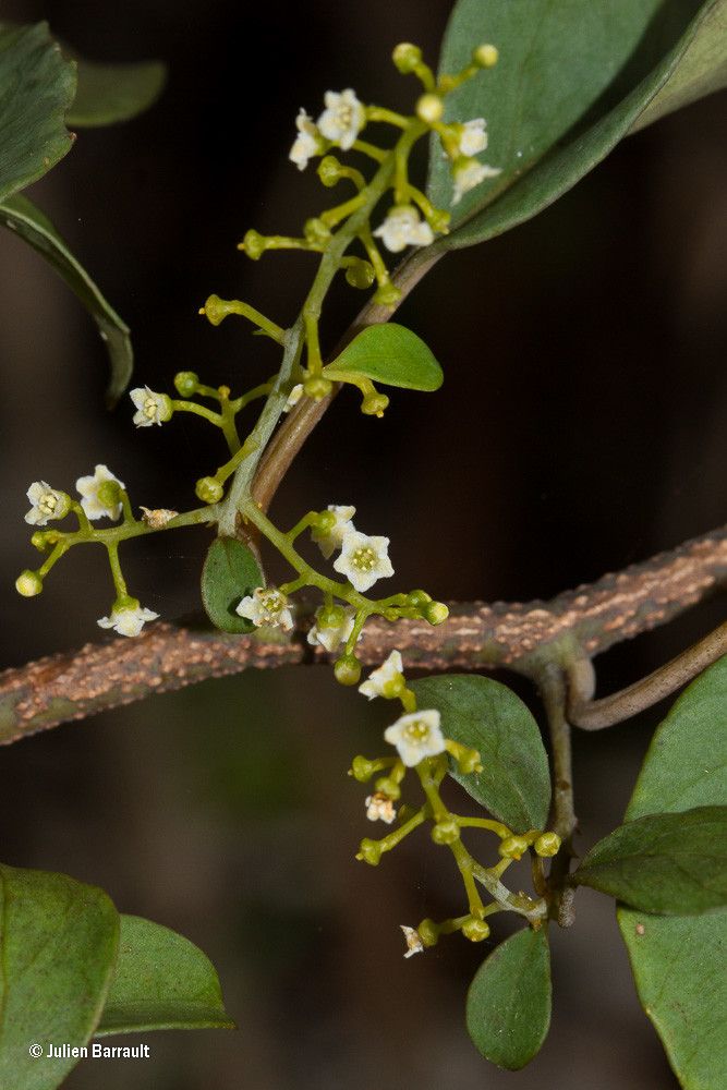 Maesa jaffrei — related species from the same genus