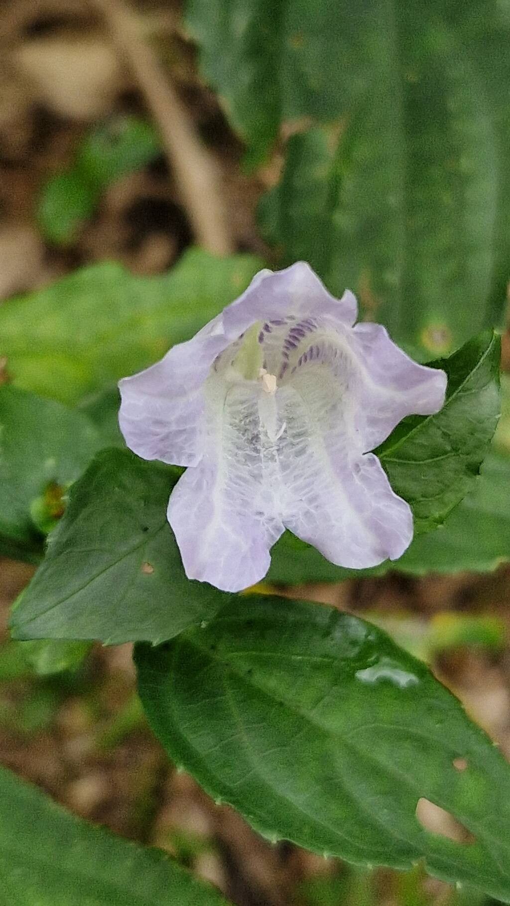 Strobilanthes flexicaulis flower