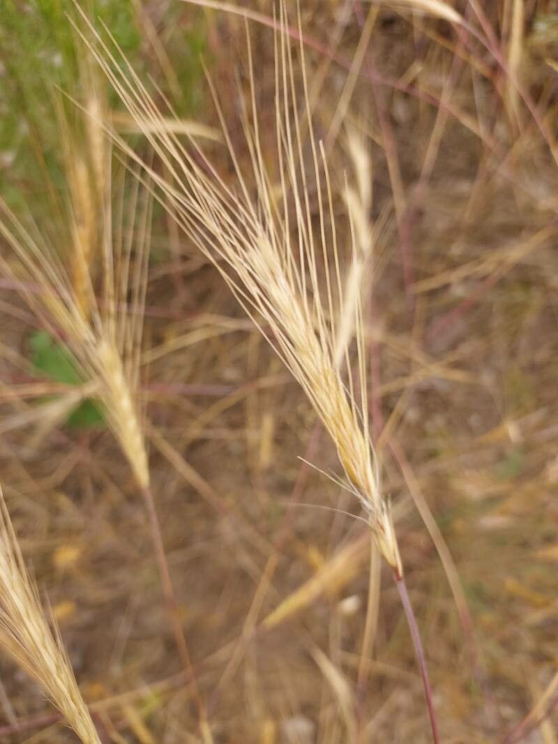 Secale sylvestre fruit