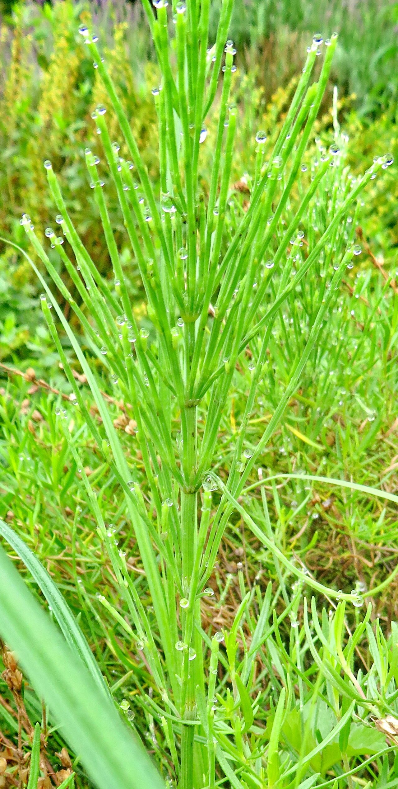 Veronica multifida habit