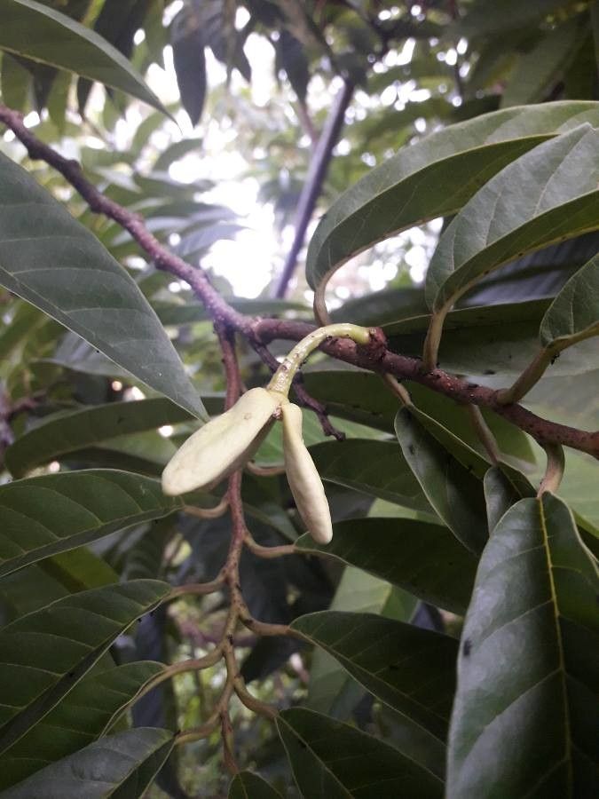 Annona reticulata flower