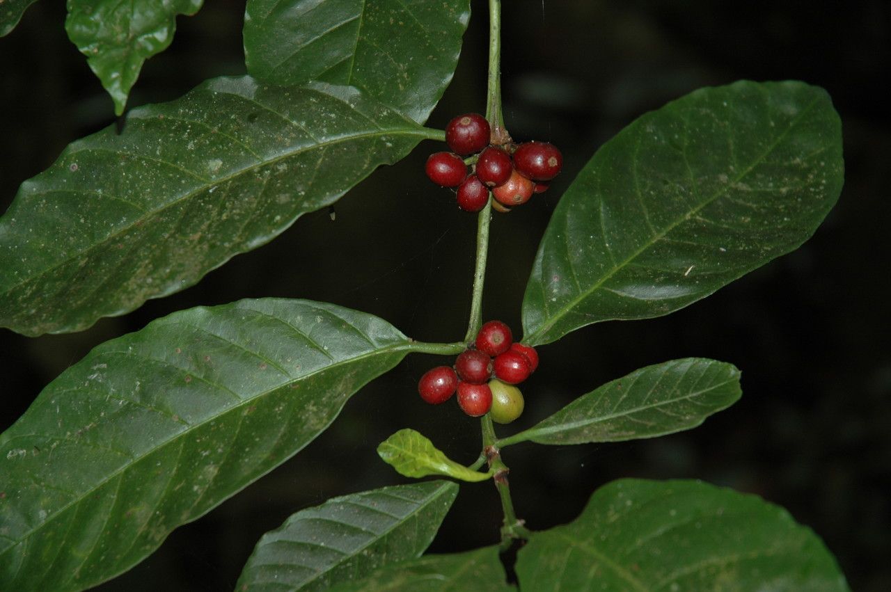 Coffea canephora fruit