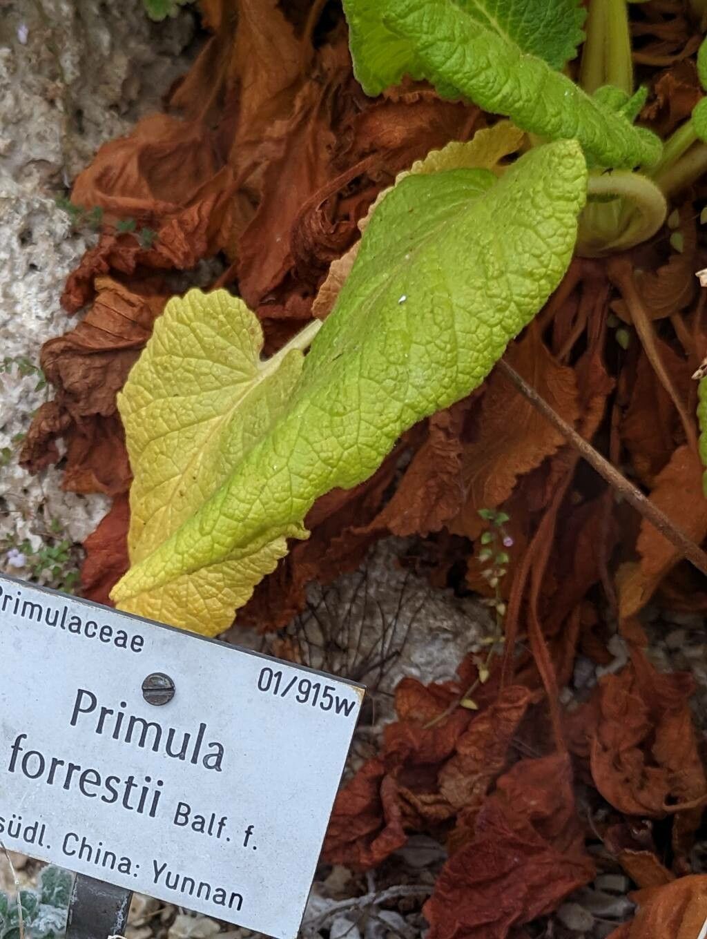 Primula forrestii other