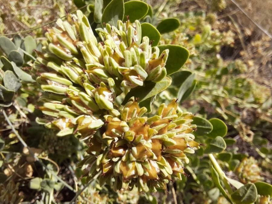 Telephium imperati fruit