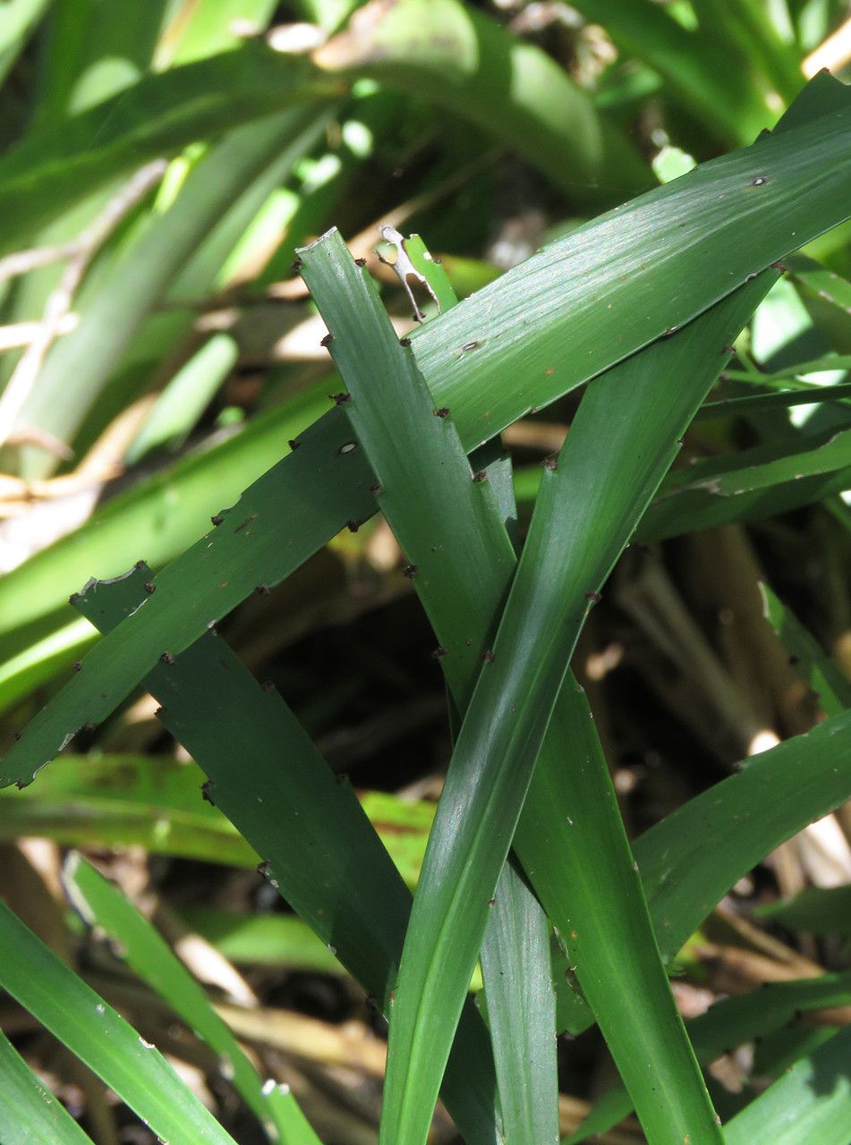 Phyllanthus epiphyllanthus — search result for 'Phyllanthus'