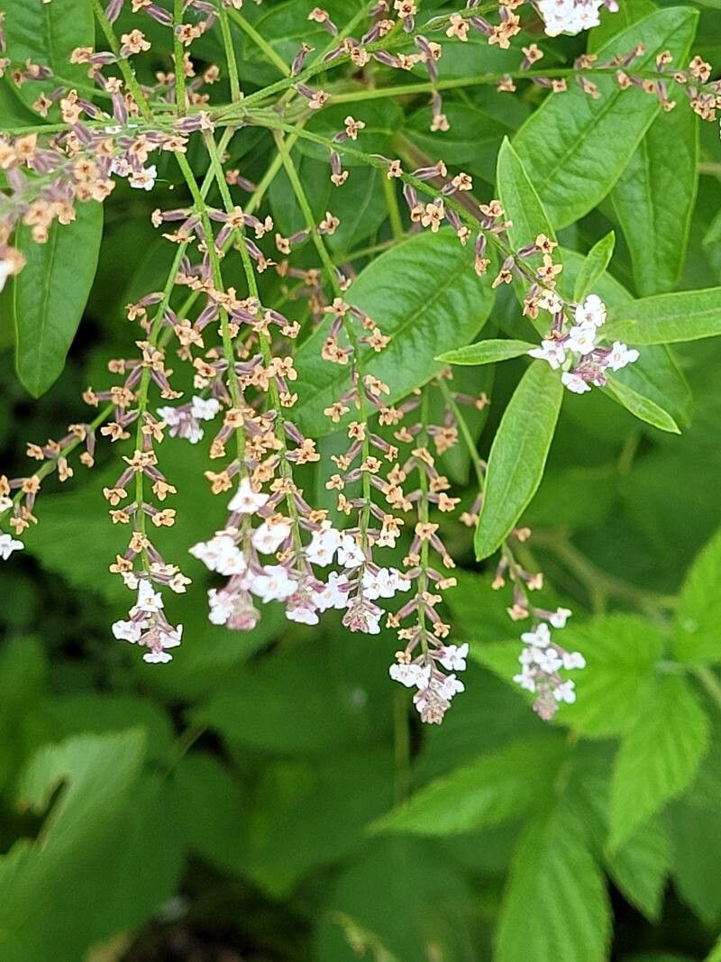 Lippia triphylla flower