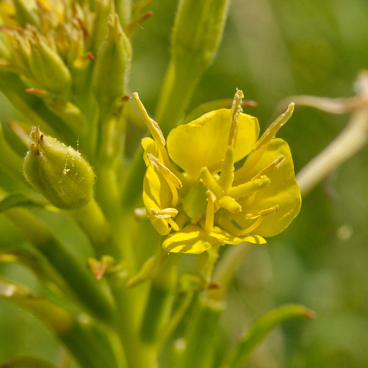 Oenothera deflexa flower
