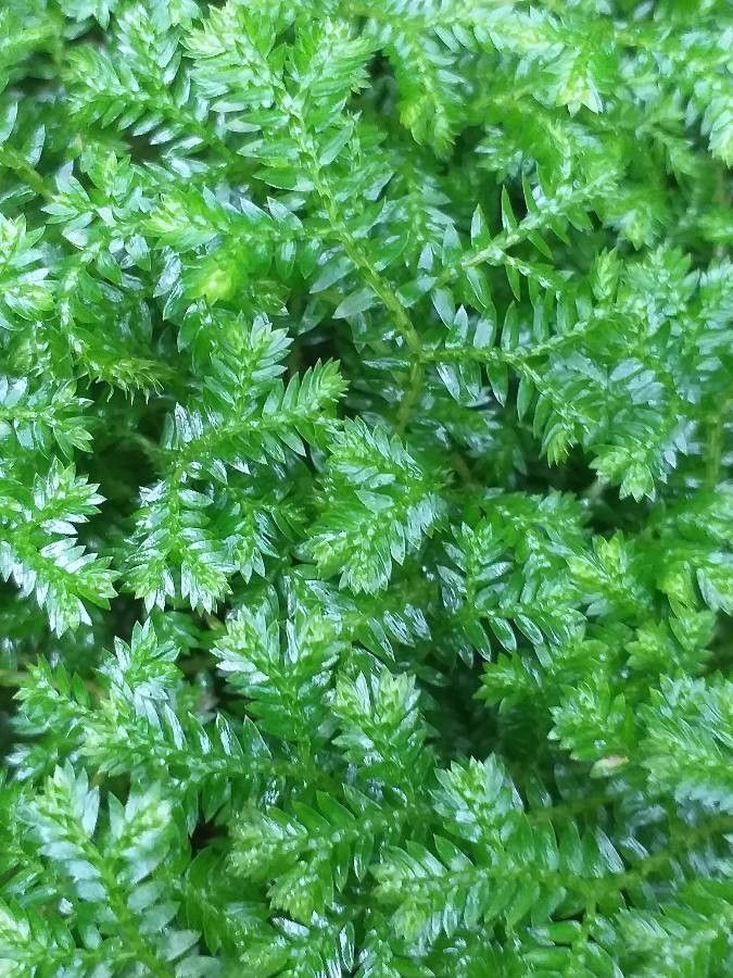 Selaginella stenophylla leaf