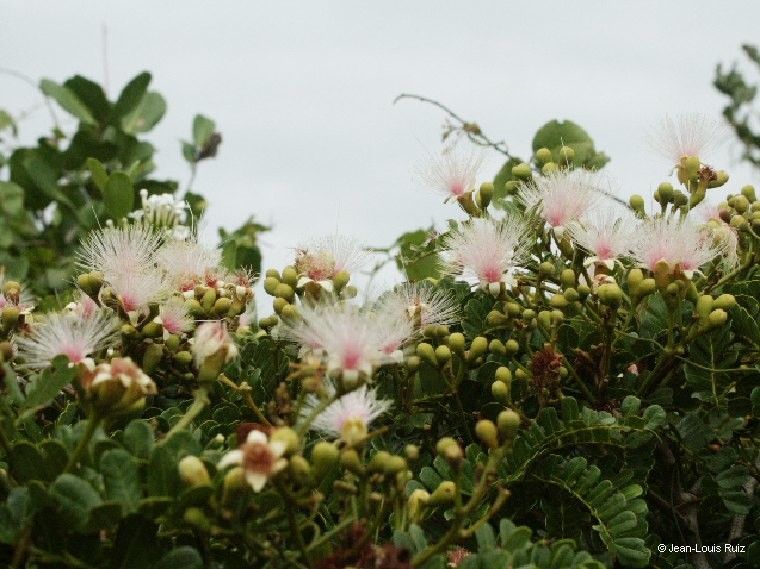 Serianthes margaretiae fruit