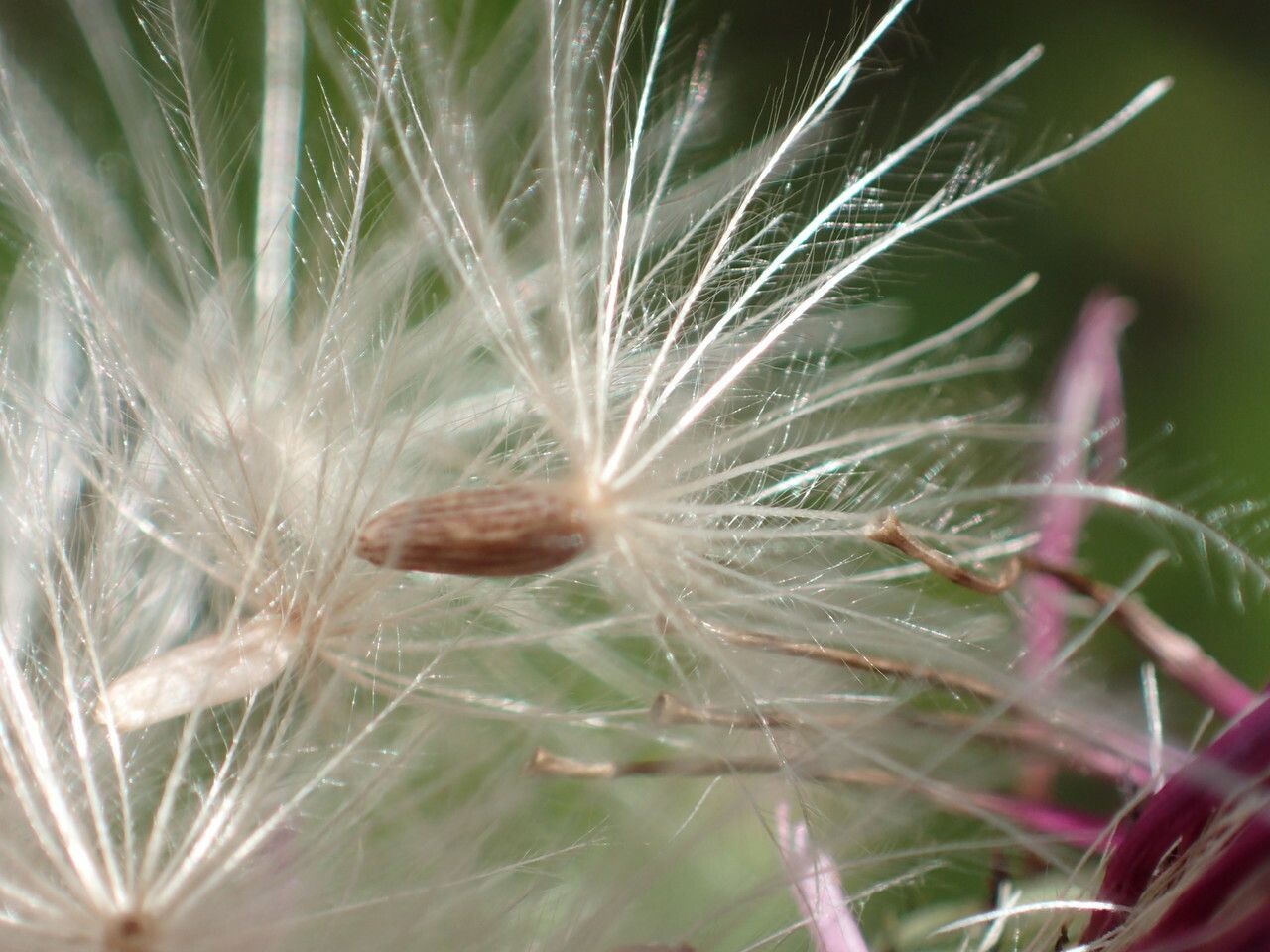 Cirsium monspessulanum fruit