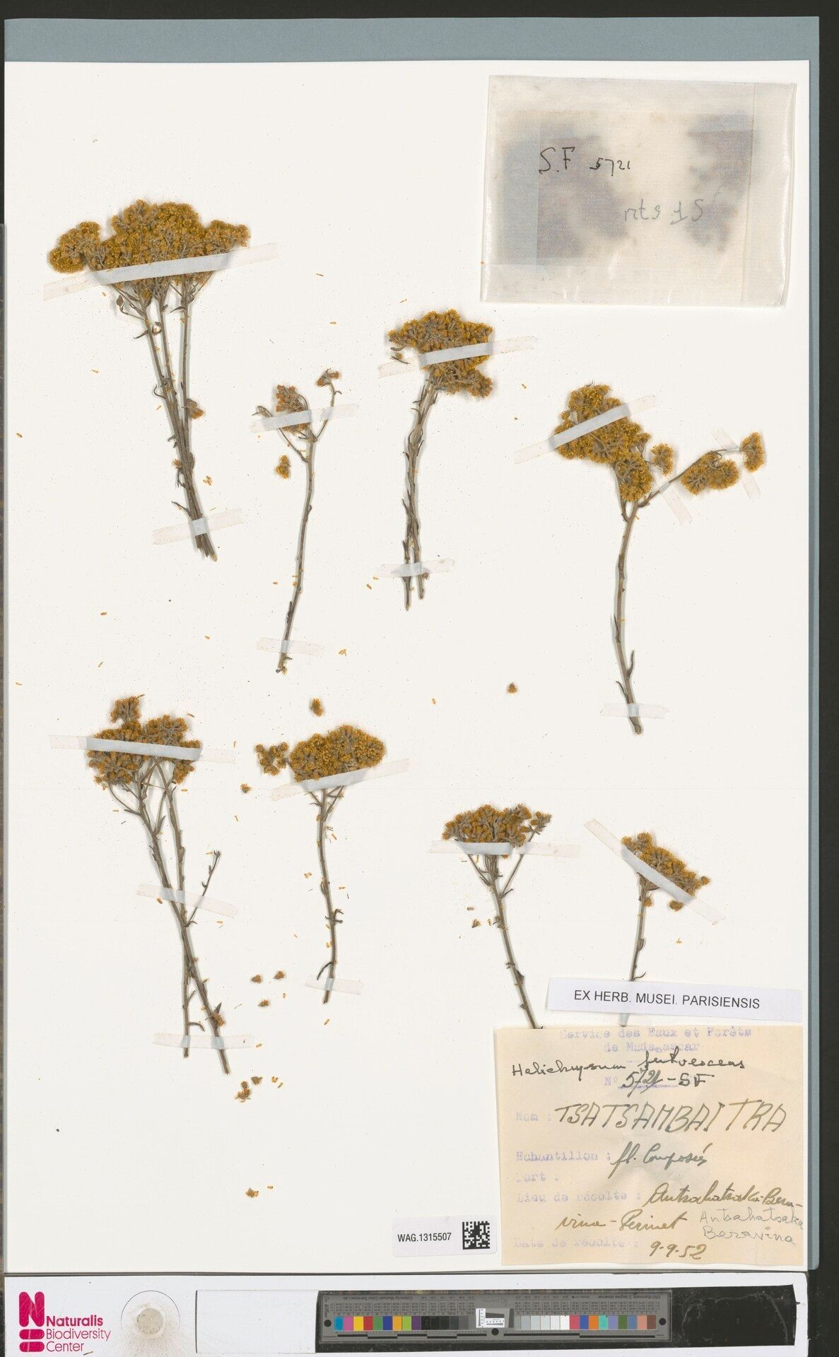 Helichrysum fulvescens — houseplant care guide