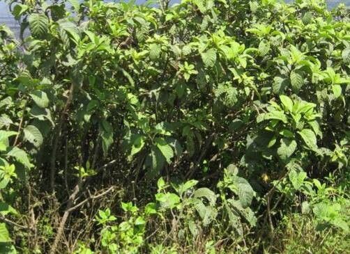 Tournefortia pubescens habit