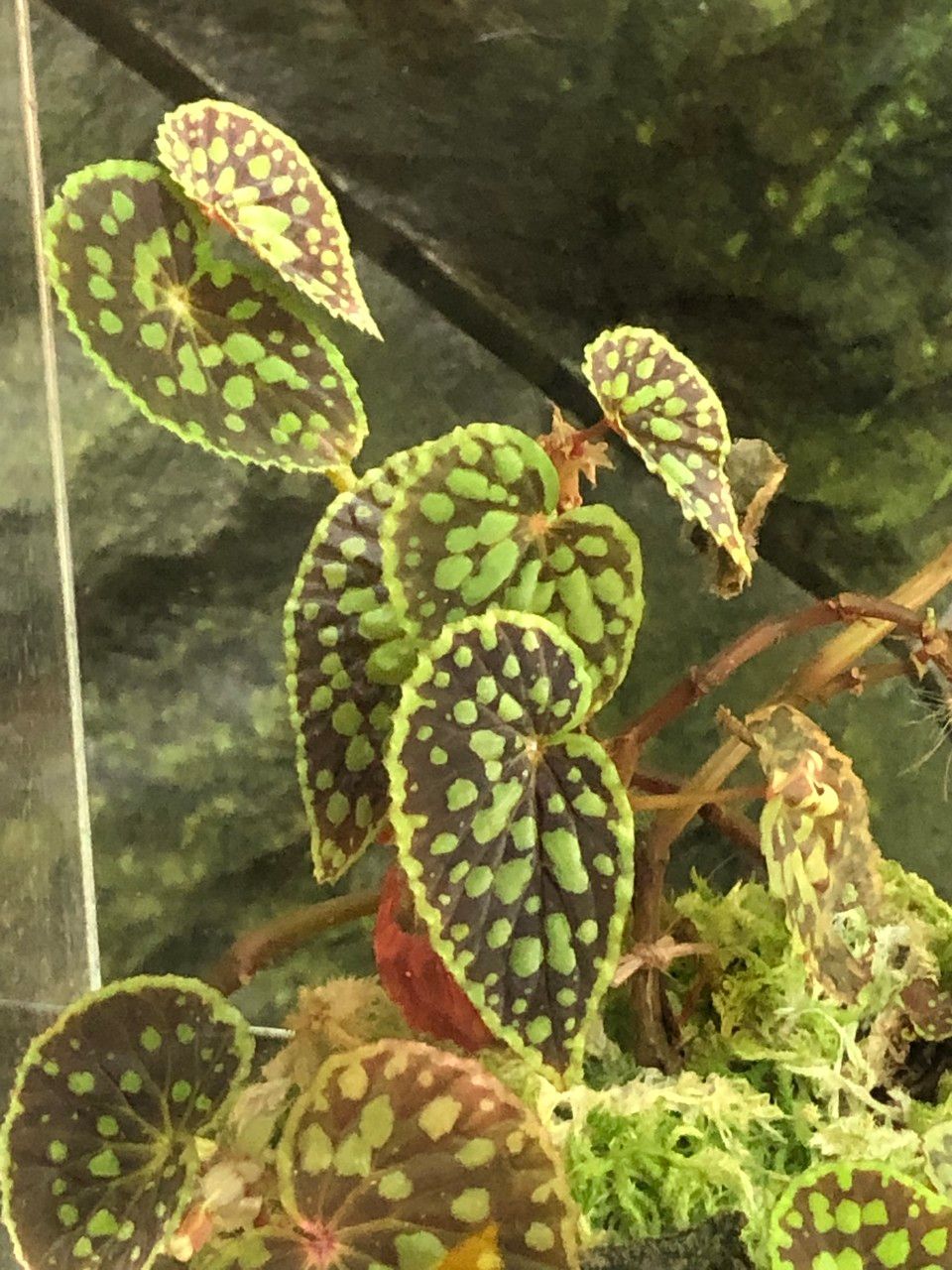 Begonia chlorosticta habit