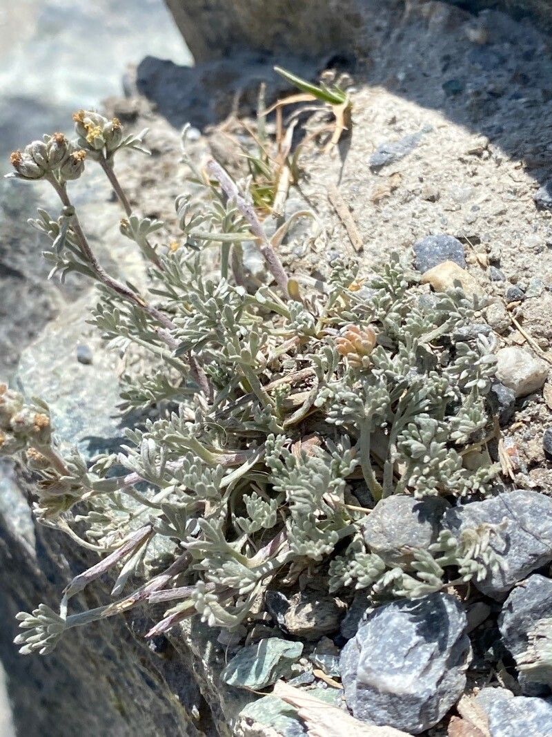 Artemisia glacialis habit