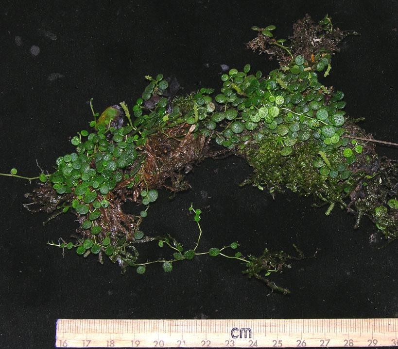 Peperomia emarginella other