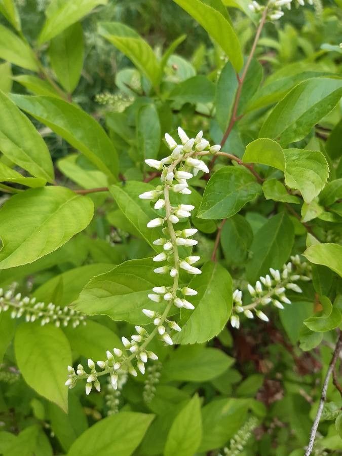 Itea virginica flower
