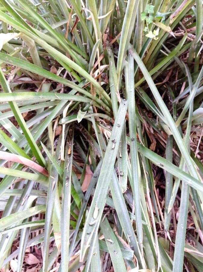 Aechmea distichantha bark