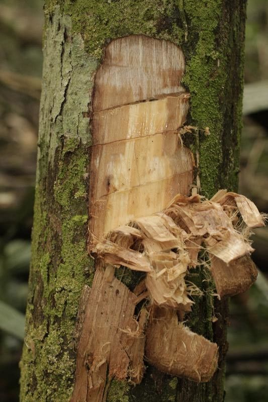 Couratari guianensis other