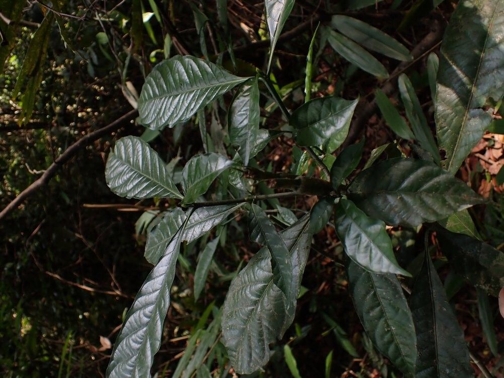 Gardenia vogelii — search result for 'Gardenia'