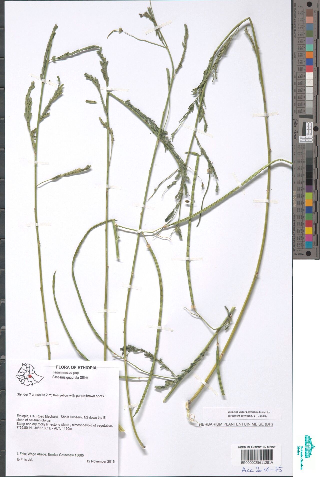 Sesbania quadrata — search result for 'Sesbania'