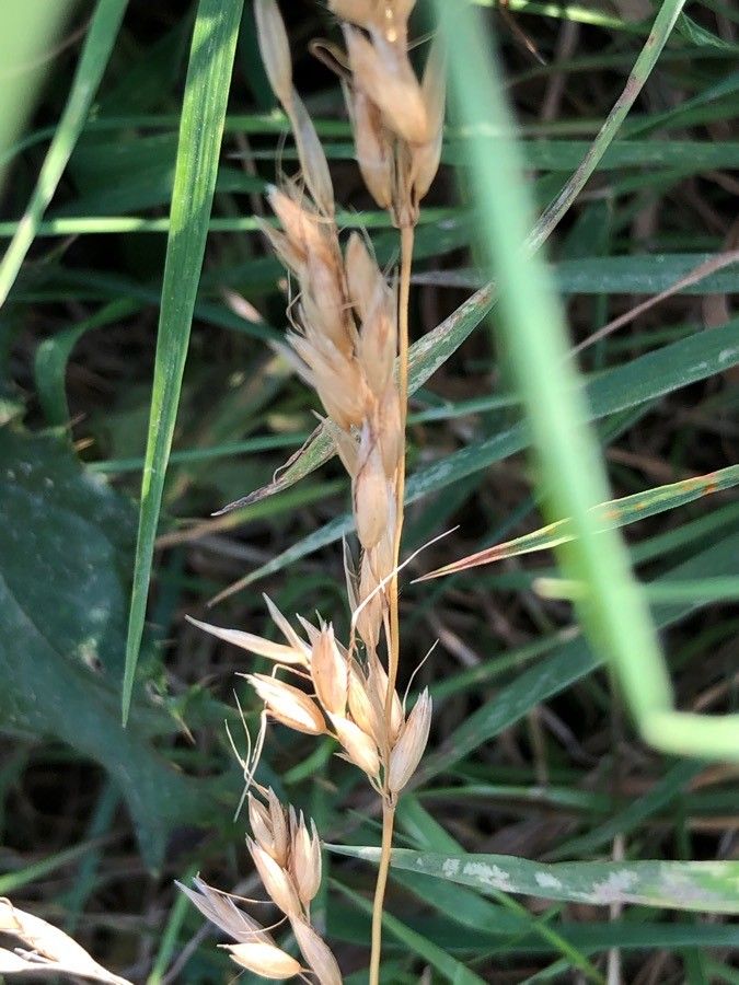 Bromopsis erecta fruit