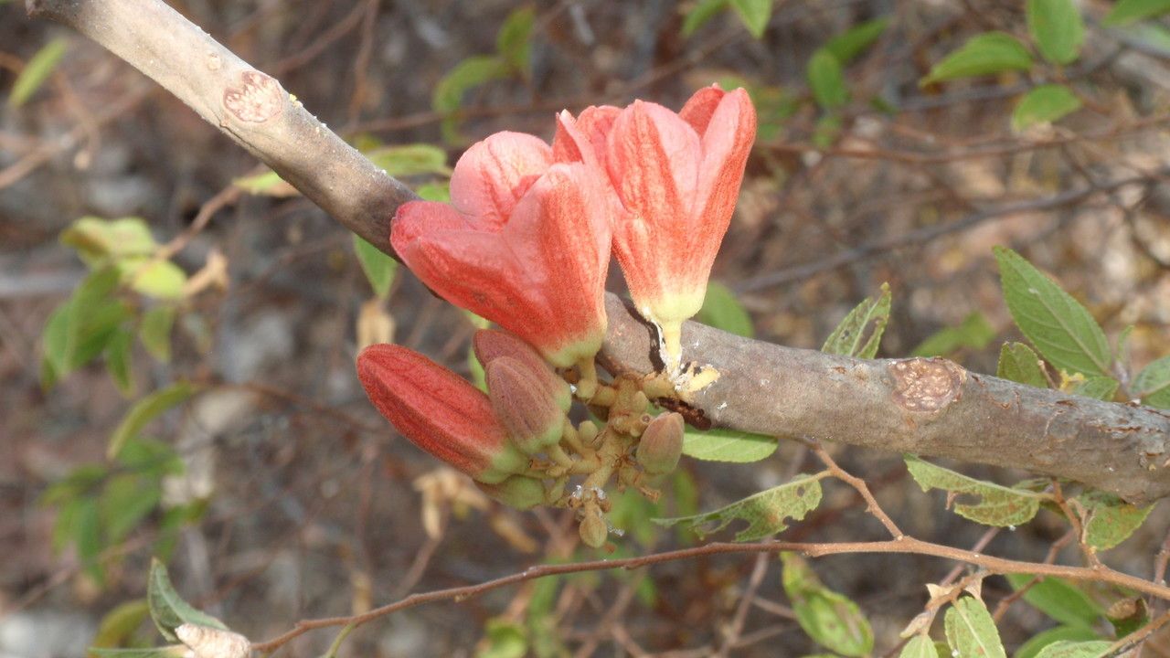 Brachychiton megaphyllus flower