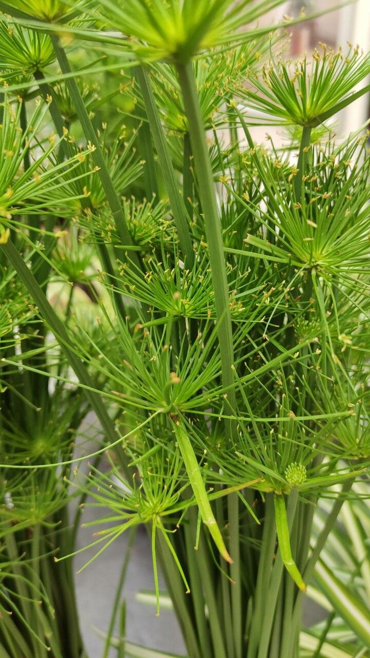 Cyperus haspan flower