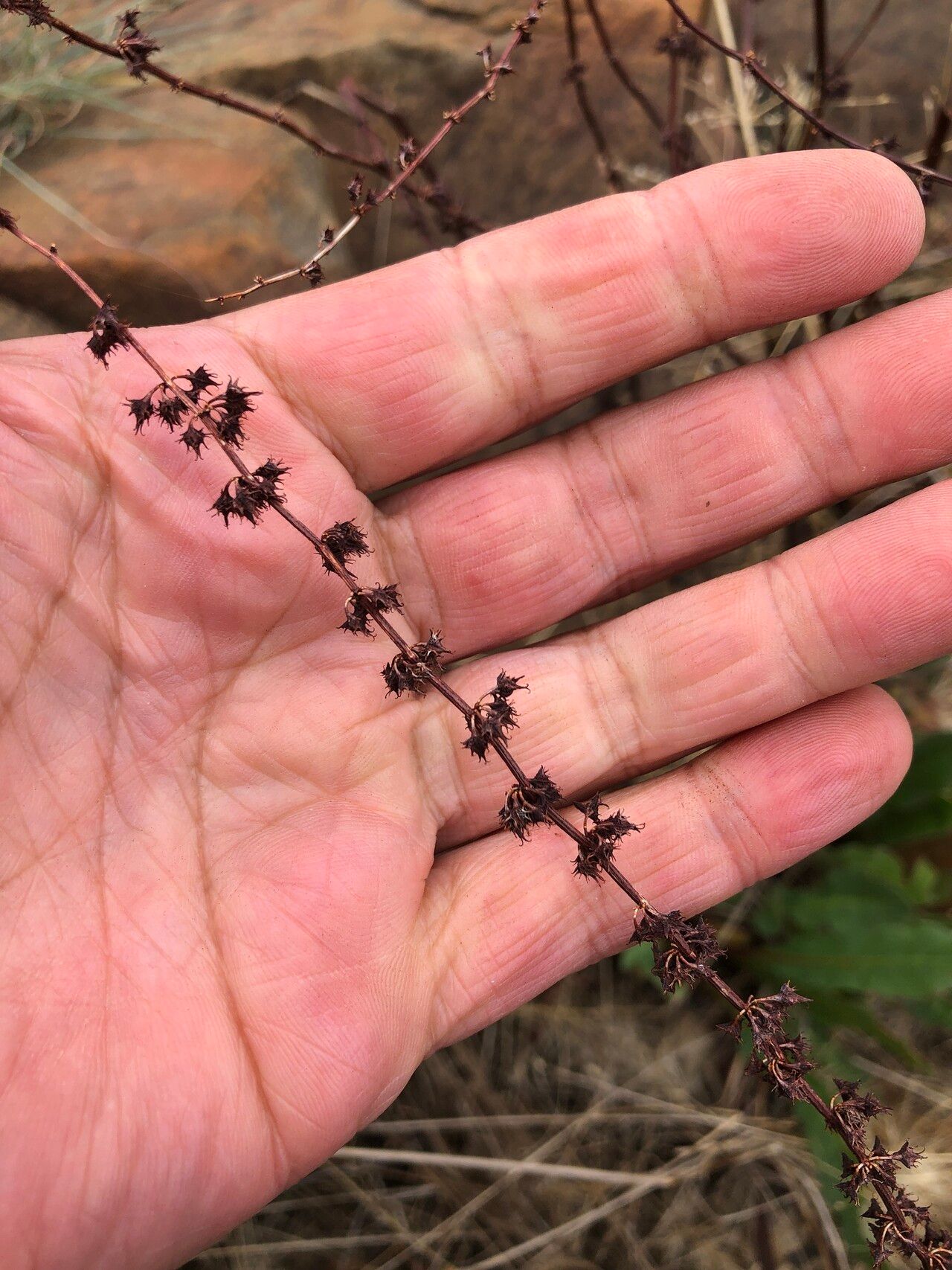 Rumex brownii fruit