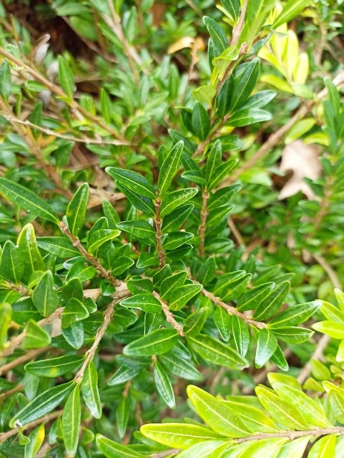 Lonicera pileata leaf