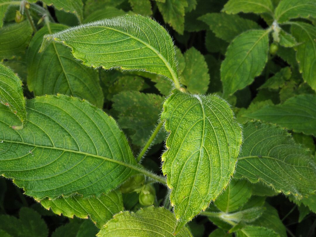 Strobilanthes nutans leaf