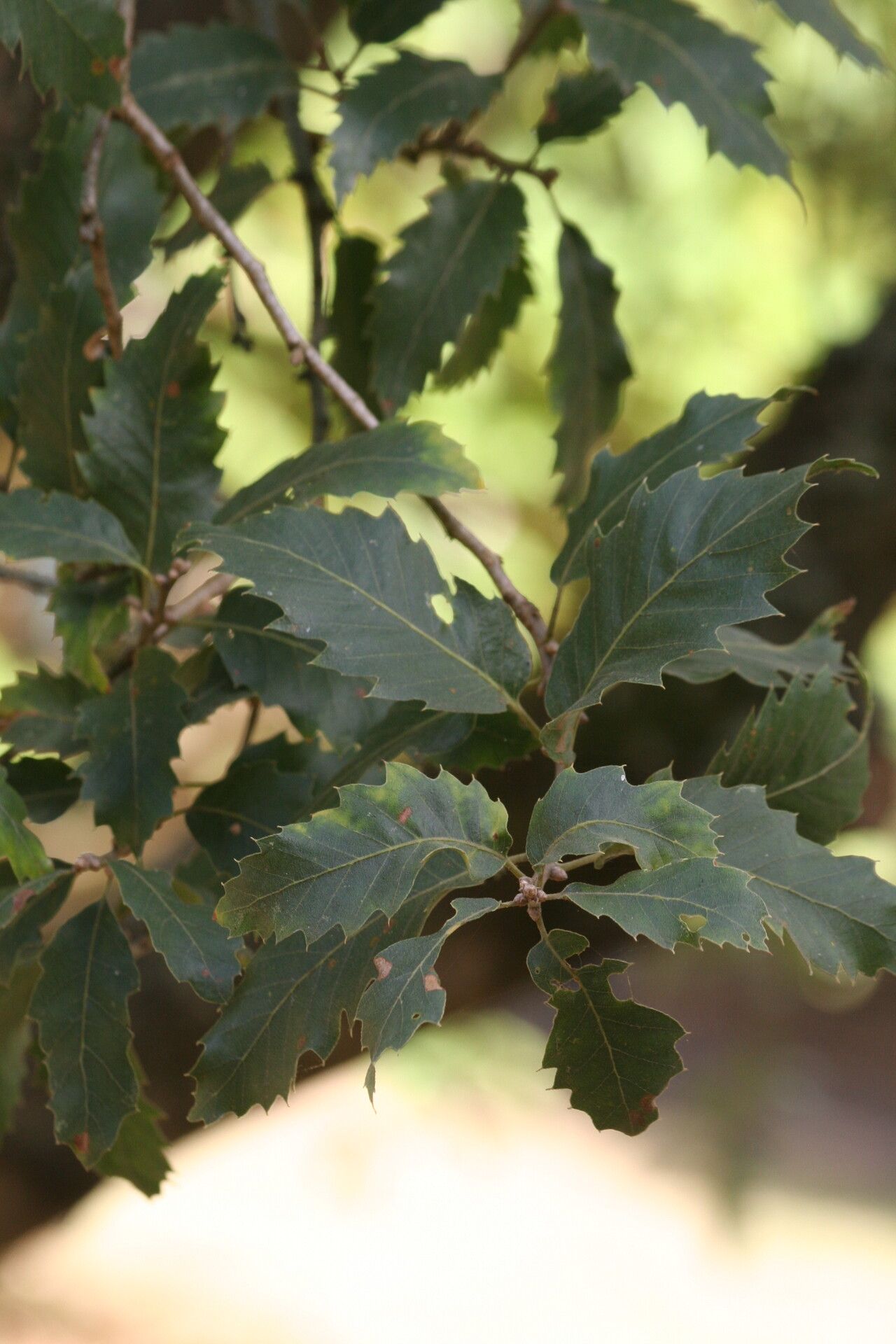 Quercus brantii leaf