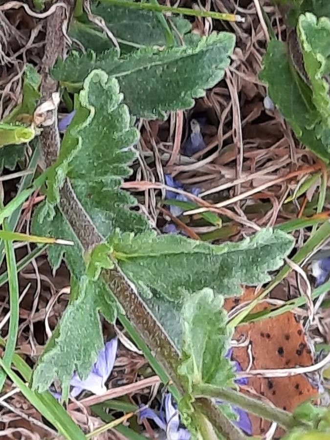 Veronica prostrata — search result for 'Veronica'