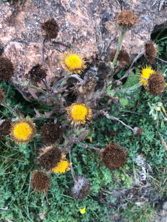 Pulicaria odora flower