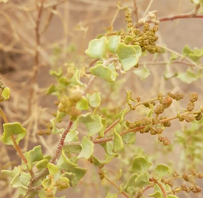 Atriplex spegazzinii leaf