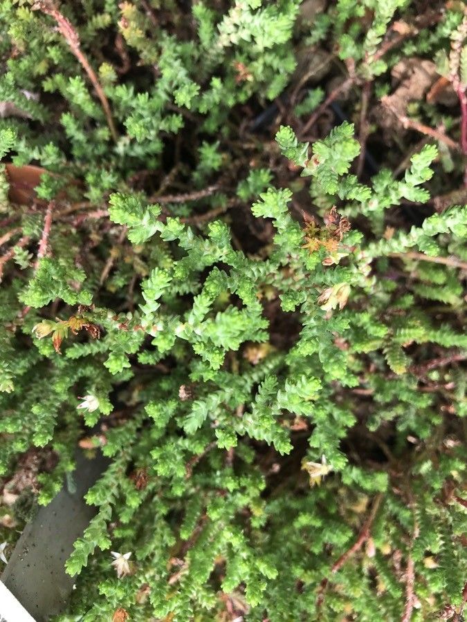 Sedum griseum — houseplant care guide