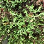 Sedum griseum