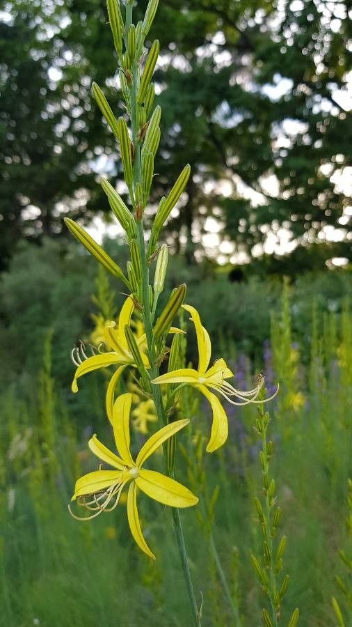 Asphodeline liburnica flower