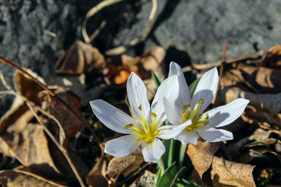 Colchicum hungaricum other