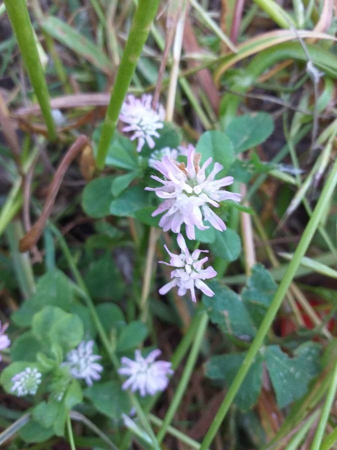 Trifolium resupinatum flower