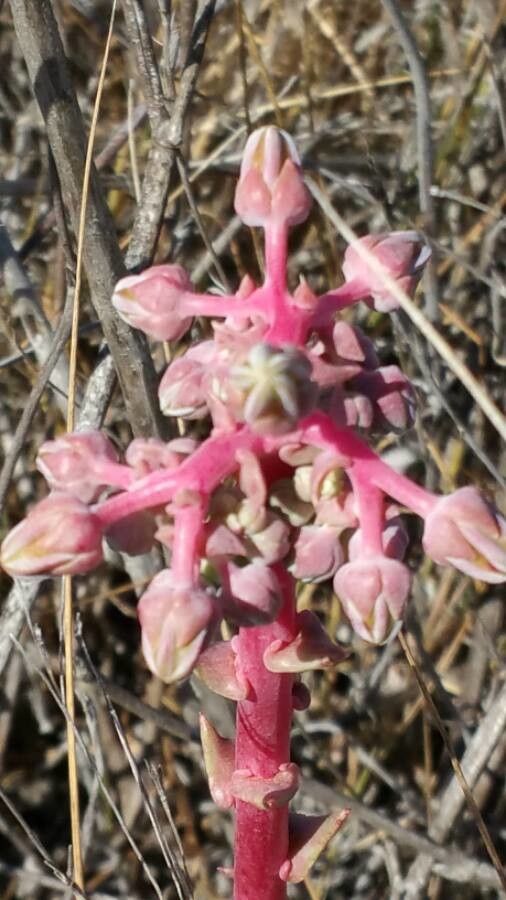 Lomatium utriculatum flower