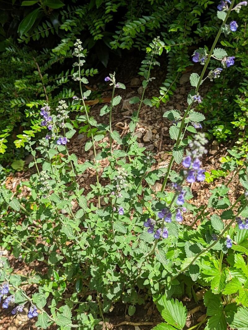 Nepeta x faasseni habit